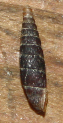 Clausiliidae dai Sibillini